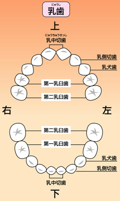 お子様の歯を守るのは親御さんです